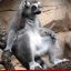 SaltyLemur