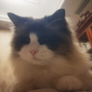 cat猫咪太可爱了你把握