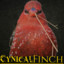 CynicalFinch