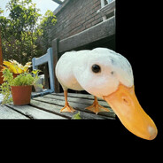 67 ducks in a row avatar