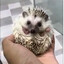 HEDGY