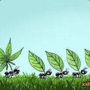 Ant
