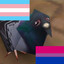That One Trans Pigeon