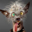 Ebu4iy_Dog