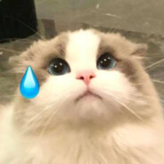 流汗猫猫Official