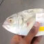 fish barcode