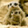 Zizou
