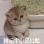 篝之雾枝