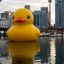 rubber duck