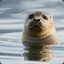 phoca_vitulina