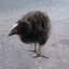 pukeko soup