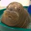 The Baby Walrus