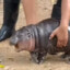 viral baby hippo Moo Deng