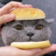 Hamburger Cat