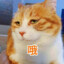 橙猫猫