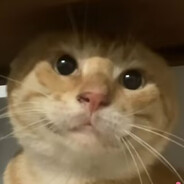 扶不上墙蓝莓酱