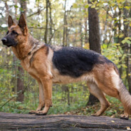 Drax_The_Trash_Panda