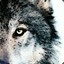 wolfi11011