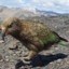 Kea