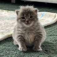 Pussy