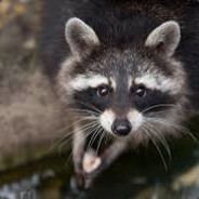 Король леса