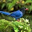 BlueMagpie