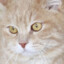 MagiccatYQ