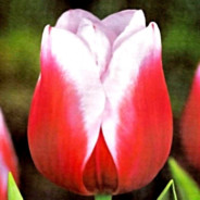 TuliPan
