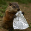marmot wraps in silverware