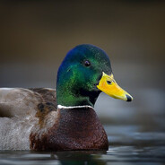 DUCK 2