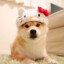 ShIba iNu