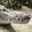 AliGator skins.army