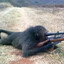 Sniper Monkey