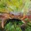 Warfrog