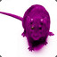 PURPLE RAT