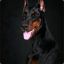 DOBERMAN