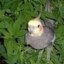 Lorikeet Lord