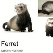 ferret123