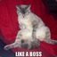 like a boss