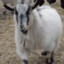 just a normal GOAT