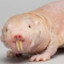 hairlessBeaver