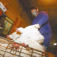 达州养鸡二厂厂长