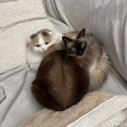 号被盗了发的链接别点