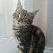 Серега Сенокос