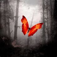 Evil Butterfly