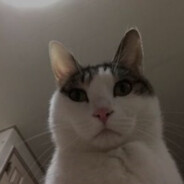 아기고양이 변혁