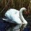 swan