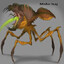 Blister bug (Mntko)