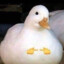 🐥Mr.Kaczuszka🐥