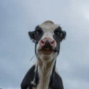 WarGhost - steam id 76561198008222263